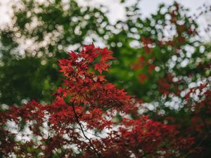 Preview wallpaper maple, branches, blur, leaves