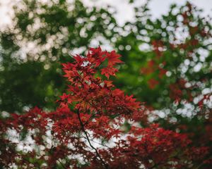 Preview wallpaper maple, branches, blur, leaves