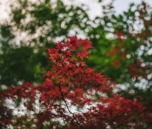 Preview wallpaper maple, branches, blur, leaves
