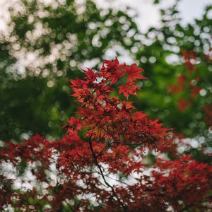 Preview wallpaper maple, branches, blur, leaves