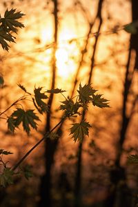 Preview wallpaper maple, branches, leaves, trees, sunligh