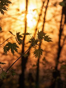 Preview wallpaper maple, branches, leaves, trees, sunligh