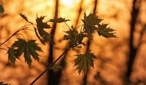 Preview wallpaper maple, branches, leaves, trees, sunligh