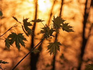 Preview wallpaper maple, branches, leaves, trees, sunligh