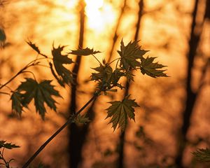 Preview wallpaper maple, branches, leaves, trees, sunligh