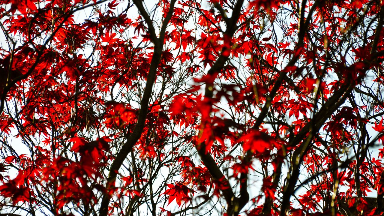 Wallpaper maple, branches, leaves, tree, red