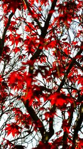 Preview wallpaper maple, branches, leaves, tree, red