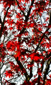 Preview wallpaper maple, branches, leaves, tree, red