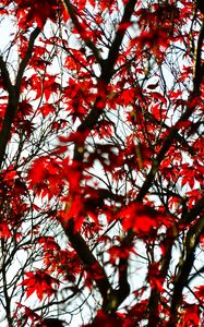 Preview wallpaper maple, branches, leaves, tree, red