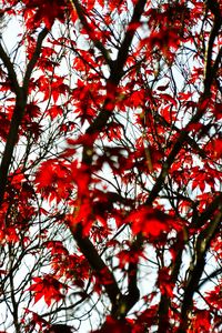 Preview wallpaper maple, branches, leaves, tree, red