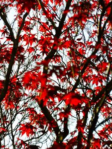 Preview wallpaper maple, branches, leaves, tree, red