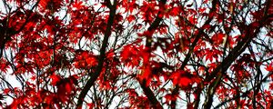 Preview wallpaper maple, branches, leaves, tree, red
