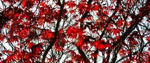Preview wallpaper maple, branches, leaves, tree, red