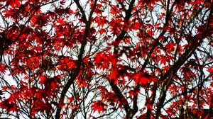 Preview wallpaper maple, branches, leaves, tree, red