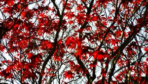 Preview wallpaper maple, branches, leaves, tree, red