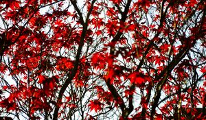 Preview wallpaper maple, branches, leaves, tree, red