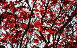 Preview wallpaper maple, branches, leaves, tree, red