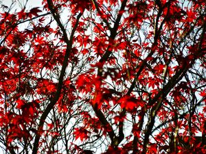 Preview wallpaper maple, branches, leaves, tree, red