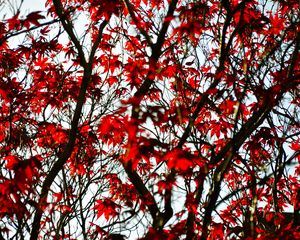 Preview wallpaper maple, branches, leaves, tree, red