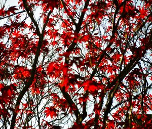 Preview wallpaper maple, branches, leaves, tree, red
