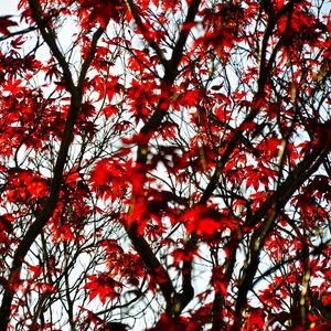 Preview wallpaper maple, branches, leaves, tree, red