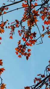 Preview wallpaper maple, branches, leaves, tree, sky