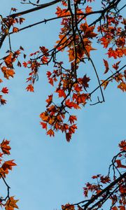 Preview wallpaper maple, branches, leaves, tree, sky