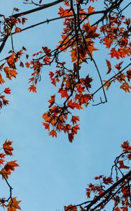 Preview wallpaper maple, branches, leaves, tree, sky