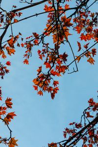 Preview wallpaper maple, branches, leaves, tree, sky