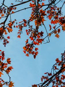 Preview wallpaper maple, branches, leaves, tree, sky