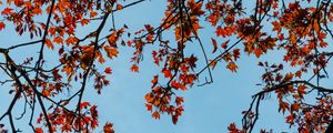 Preview wallpaper maple, branches, leaves, tree, sky