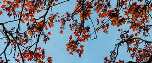 Preview wallpaper maple, branches, leaves, tree, sky