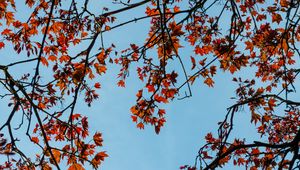 Preview wallpaper maple, branches, leaves, tree, sky