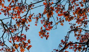 Preview wallpaper maple, branches, leaves, tree, sky