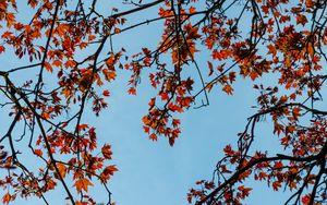 Preview wallpaper maple, branches, leaves, tree, sky