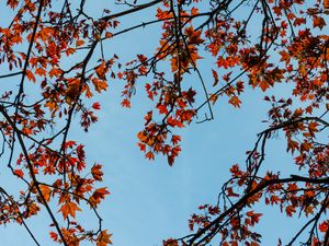 Preview wallpaper maple, branches, leaves, tree, sky