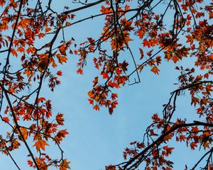 Preview wallpaper maple, branches, leaves, tree, sky