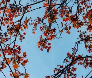 Preview wallpaper maple, branches, leaves, tree, sky