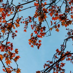 Preview wallpaper maple, branches, leaves, tree, sky