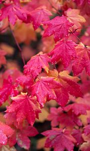 Preview wallpaper maple, branches, leaves, red, wet, autumn