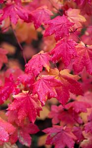 Preview wallpaper maple, branches, leaves, red, wet, autumn