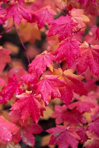 Preview wallpaper maple, branches, leaves, red, wet, autumn