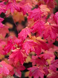 Preview wallpaper maple, branches, leaves, red, wet, autumn