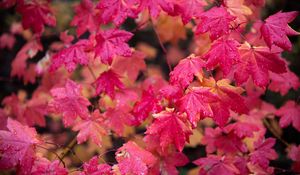 Preview wallpaper maple, branches, leaves, red, wet, autumn