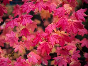 Preview wallpaper maple, branches, leaves, red, wet, autumn