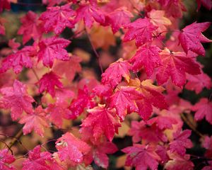 Preview wallpaper maple, branches, leaves, red, wet, autumn