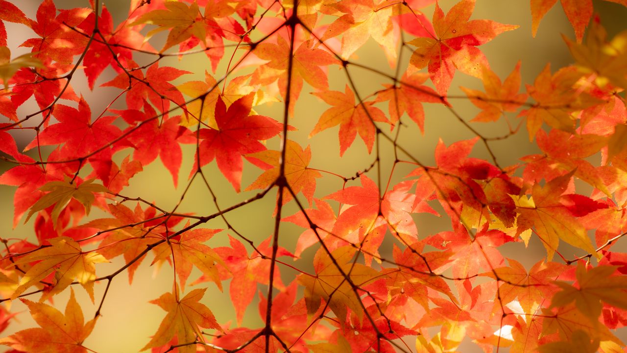 Wallpaper maple, branches, leaves, autumn, macro