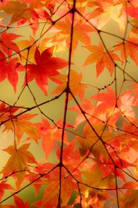 Preview wallpaper maple, branches, leaves, autumn, macro