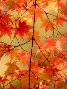 Preview wallpaper maple, branches, leaves, autumn, macro