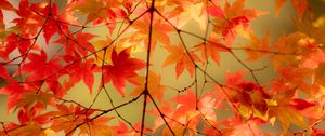 Preview wallpaper maple, branches, leaves, autumn, macro